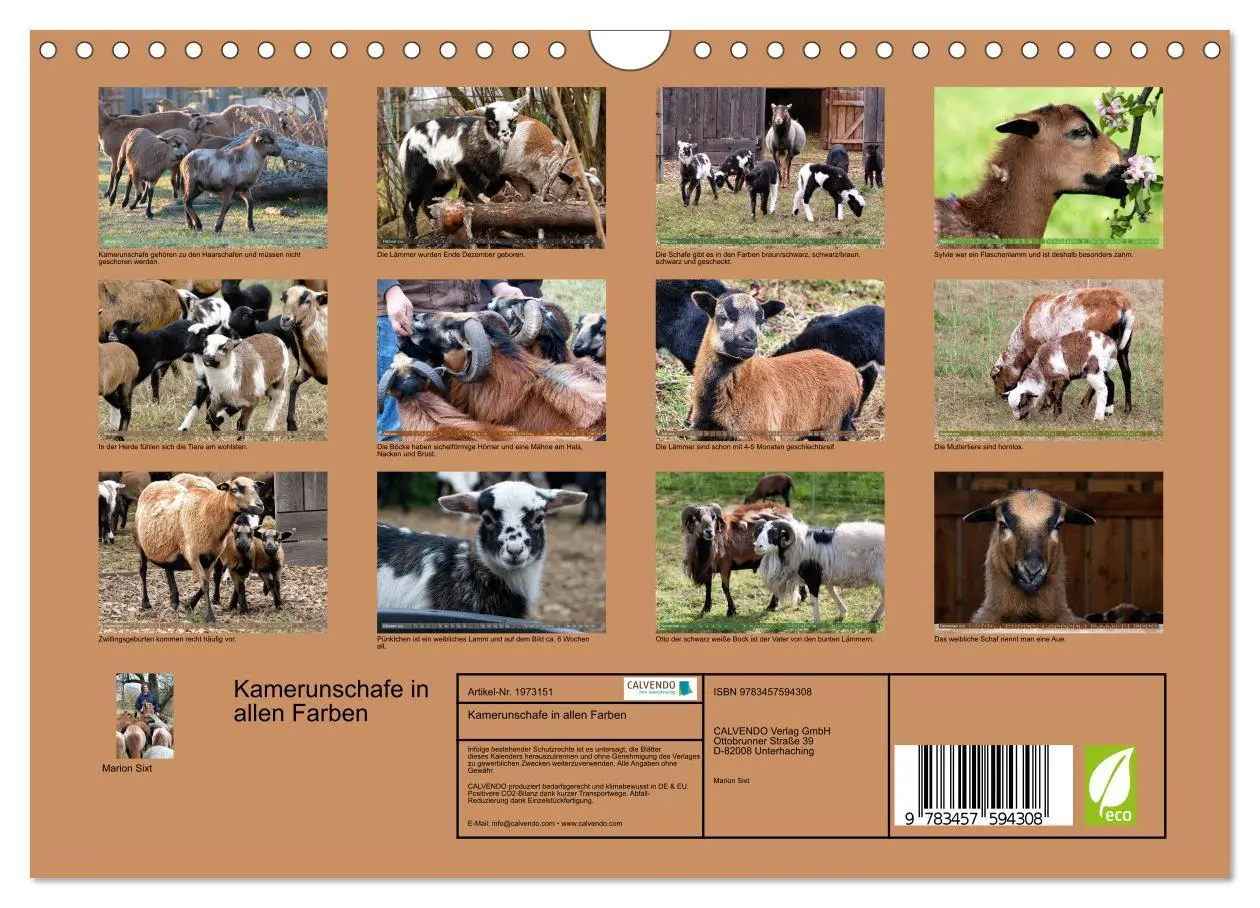Bild: 9783457594308 | Kamerunschafe in allen Farben (Wandkalender 2026 DIN A4 quer),...
