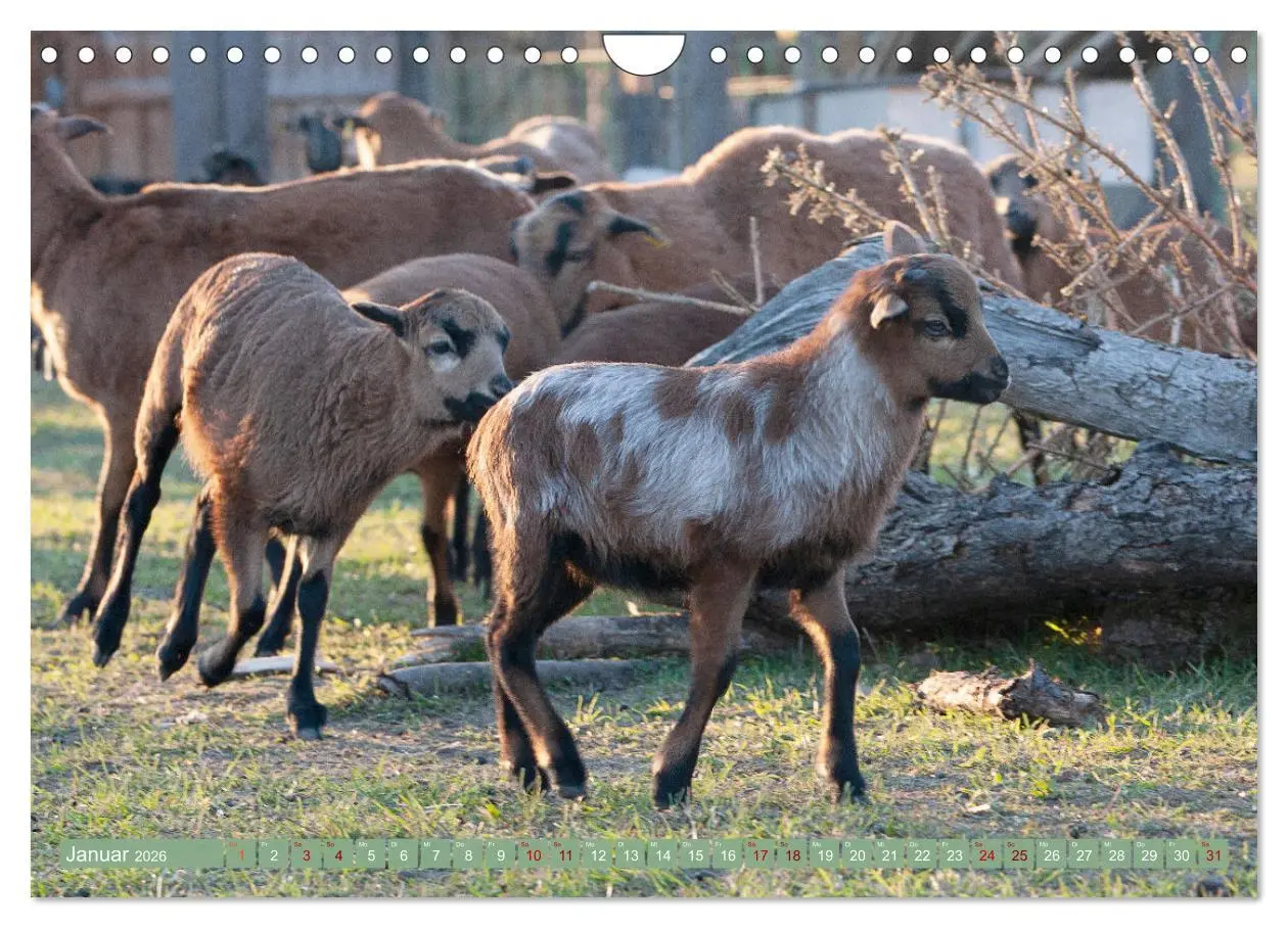 Bild: 9783457594308 | Kamerunschafe in allen Farben (Wandkalender 2026 DIN A4 quer),...