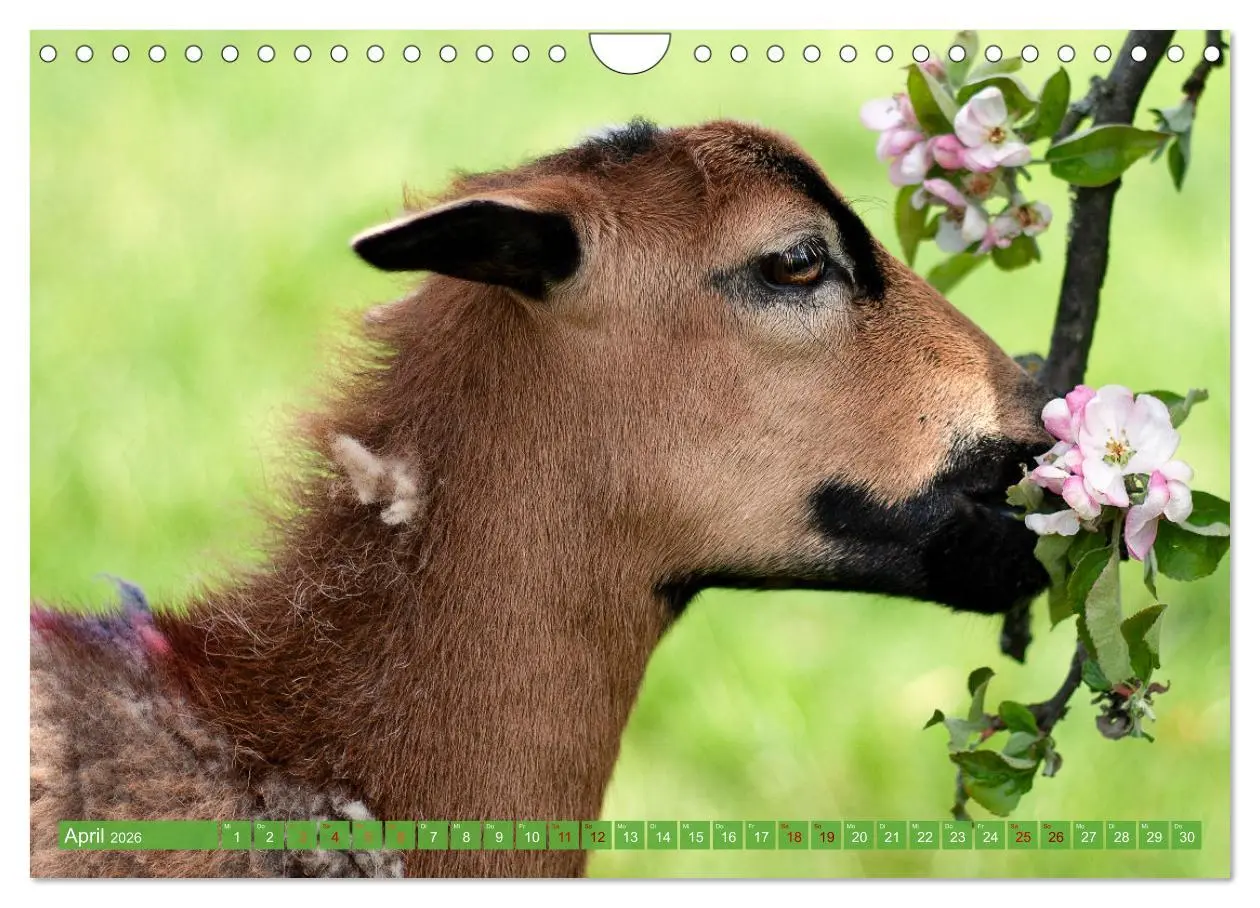 Bild: 9783457594308 | Kamerunschafe in allen Farben (Wandkalender 2026 DIN A4 quer),...