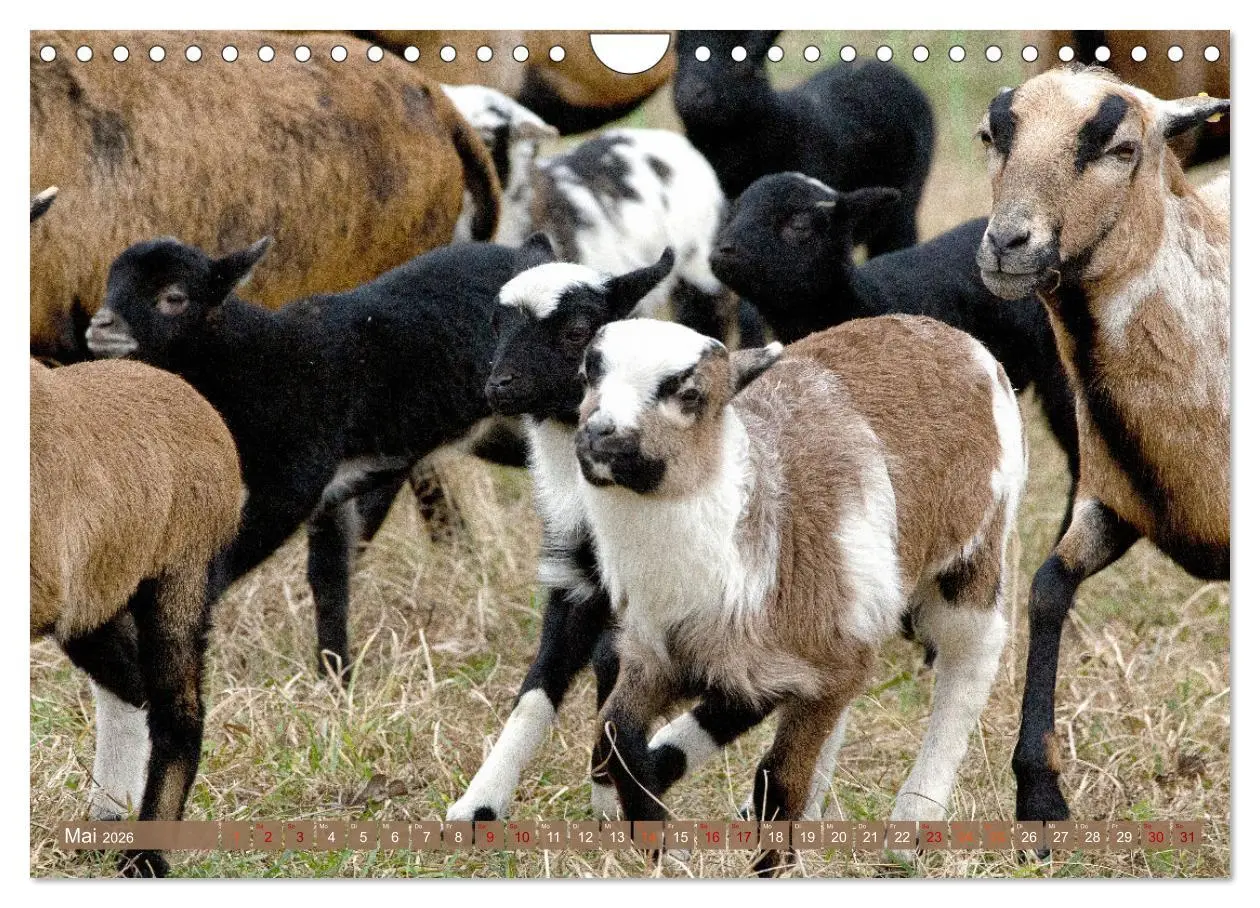 Bild: 9783457594308 | Kamerunschafe in allen Farben (Wandkalender 2026 DIN A4 quer),...