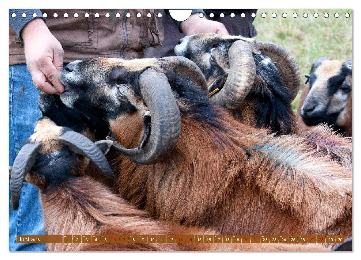 Bild: 9783457594308 | Kamerunschafe in allen Farben (Wandkalender 2026 DIN A4 quer),...