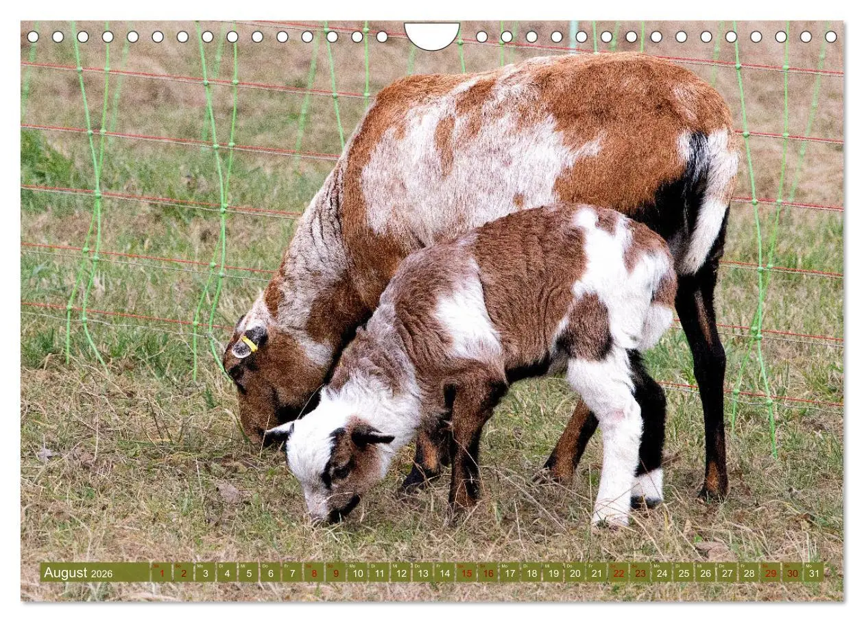 Bild: 9783457594308 | Kamerunschafe in allen Farben (Wandkalender 2026 DIN A4 quer),...