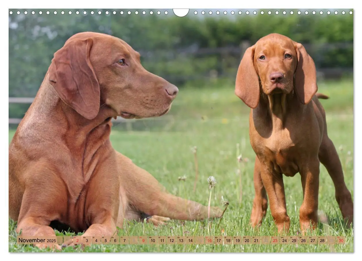 Bild: 9783435794508 | Magyar Vizsla - Vielseitiger Jagdhund mit Familienanschluss...