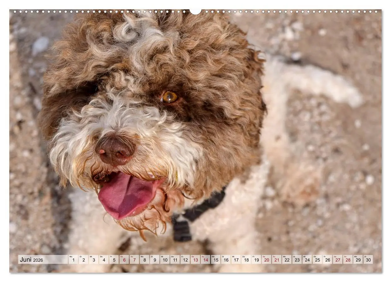 Bild: 9783457714508 | Lagotto Romagnolo in den Alpen 2026 (hochwertiger Premium...