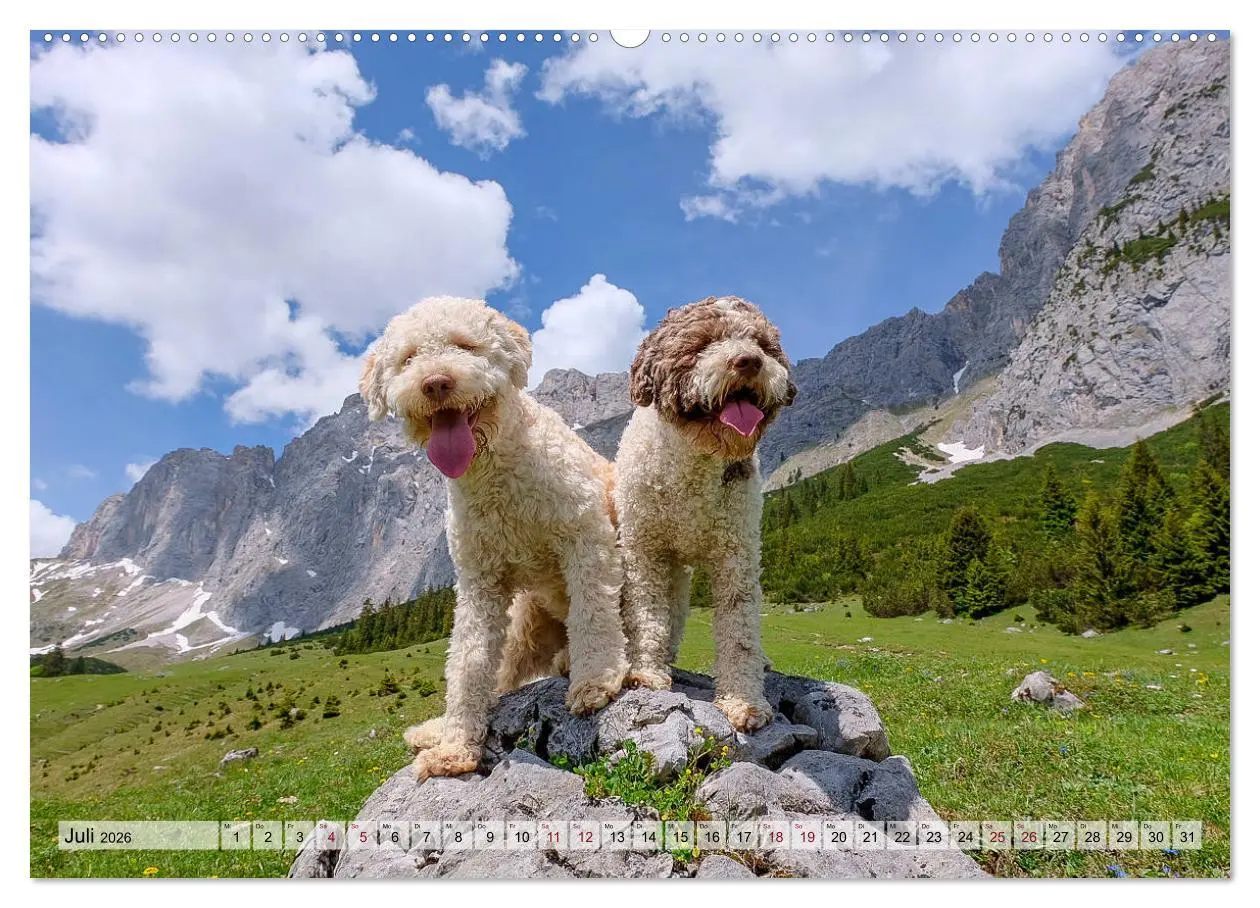 Bild: 9783457714508 | Lagotto Romagnolo in den Alpen 2026 (hochwertiger Premium...