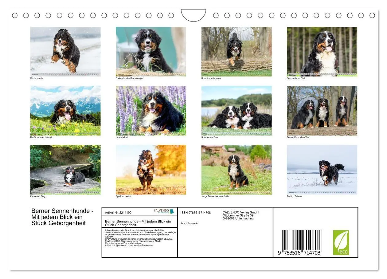 Bild: 9783516714708 | Berner Sennenhunde - Mit jedem Blick ein Stück Geborgenheit...