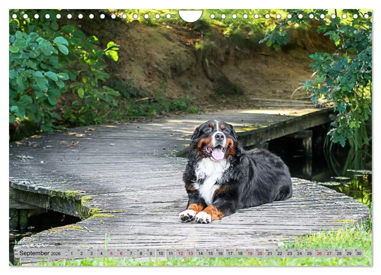 Bild: 9783516714708 | Berner Sennenhunde - Mit jedem Blick ein Stück Geborgenheit...