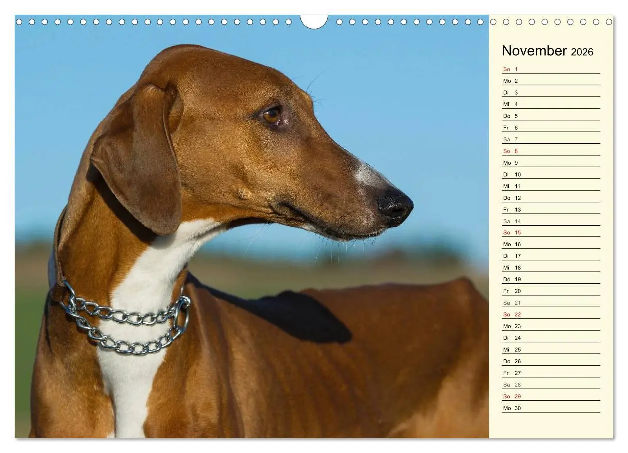 Bild: 9783516004908 | Windhund der Wüste - Der Azawakh (Wandkalender 2026 DIN A3 quer),...