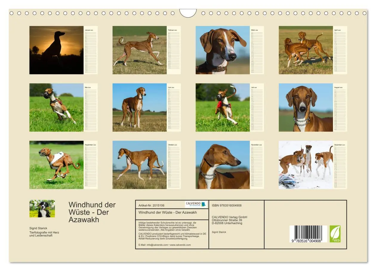 Bild: 9783516004908 | Windhund der Wüste - Der Azawakh (Wandkalender 2026 DIN A3 quer),...