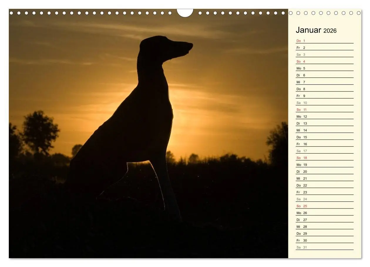 Bild: 9783516004908 | Windhund der Wüste - Der Azawakh (Wandkalender 2026 DIN A3 quer),...
