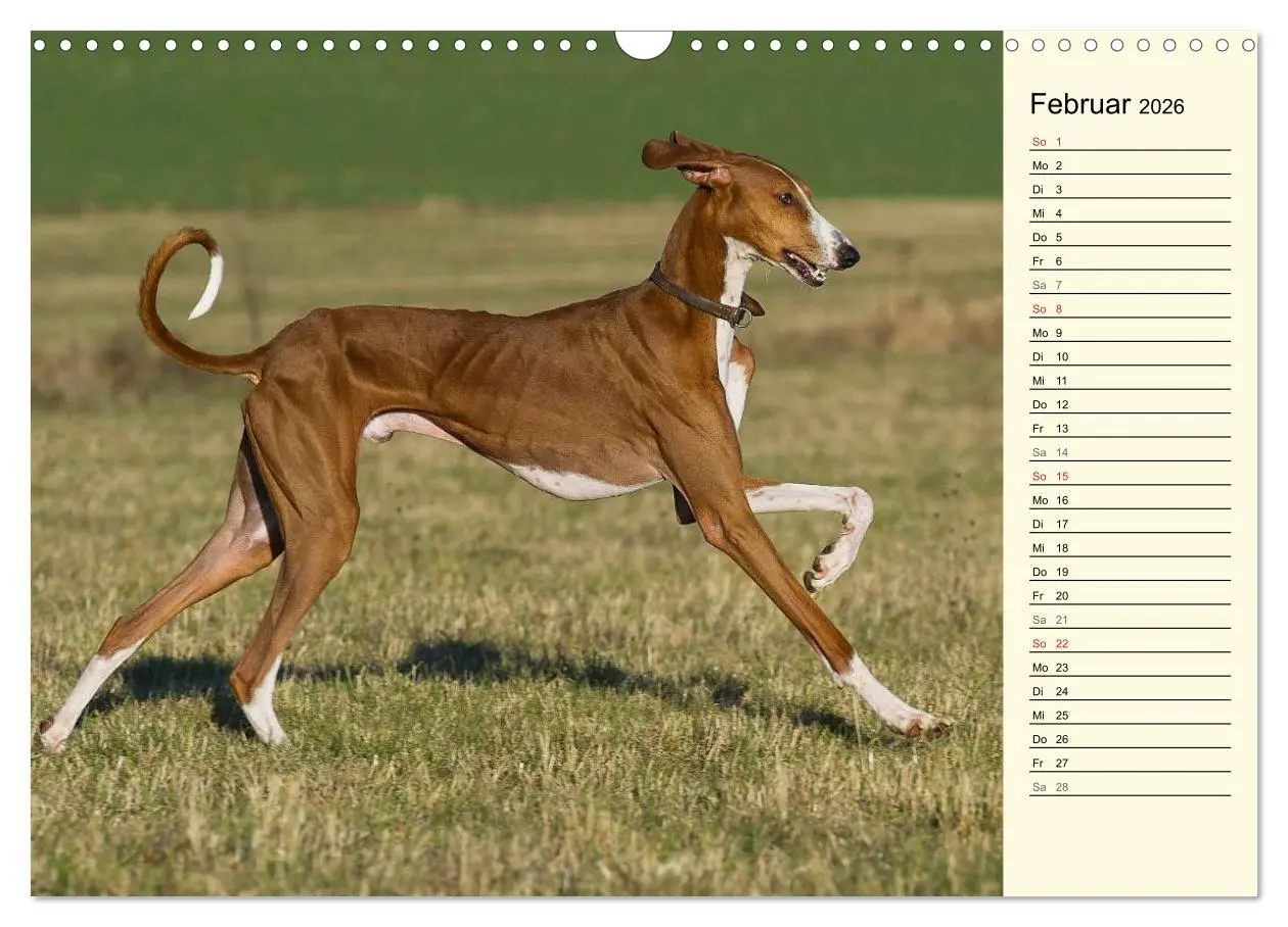Bild: 9783516004908 | Windhund der Wüste - Der Azawakh (Wandkalender 2026 DIN A3 quer),...