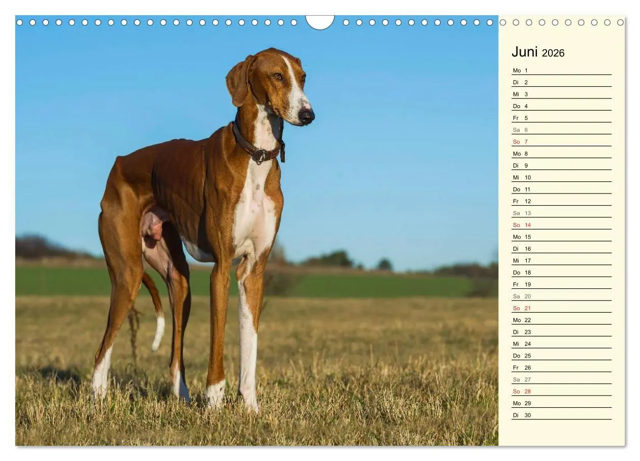 Bild: 9783516004908 | Windhund der Wüste - Der Azawakh (Wandkalender 2026 DIN A3 quer),...