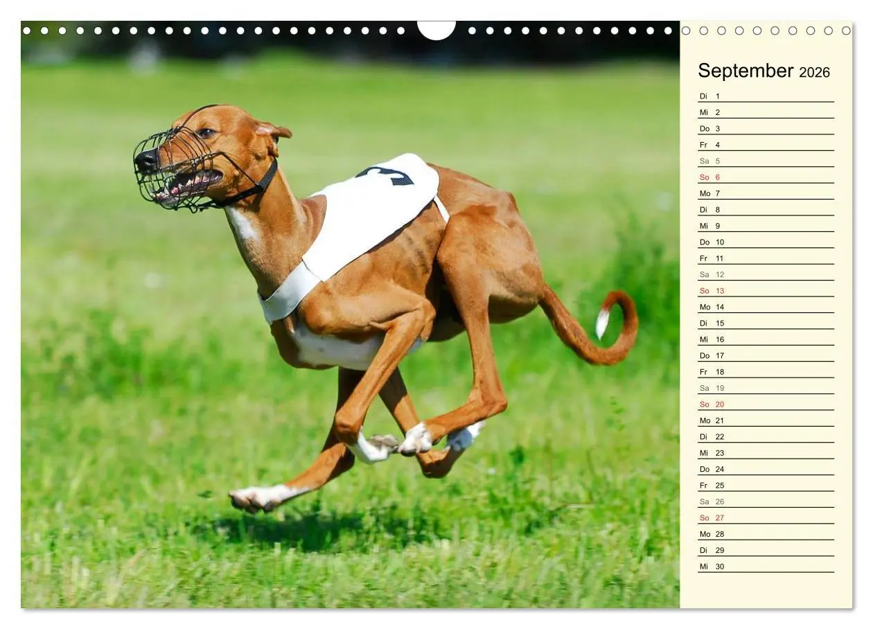 Bild: 9783516004908 | Windhund der Wüste - Der Azawakh (Wandkalender 2026 DIN A3 quer),...