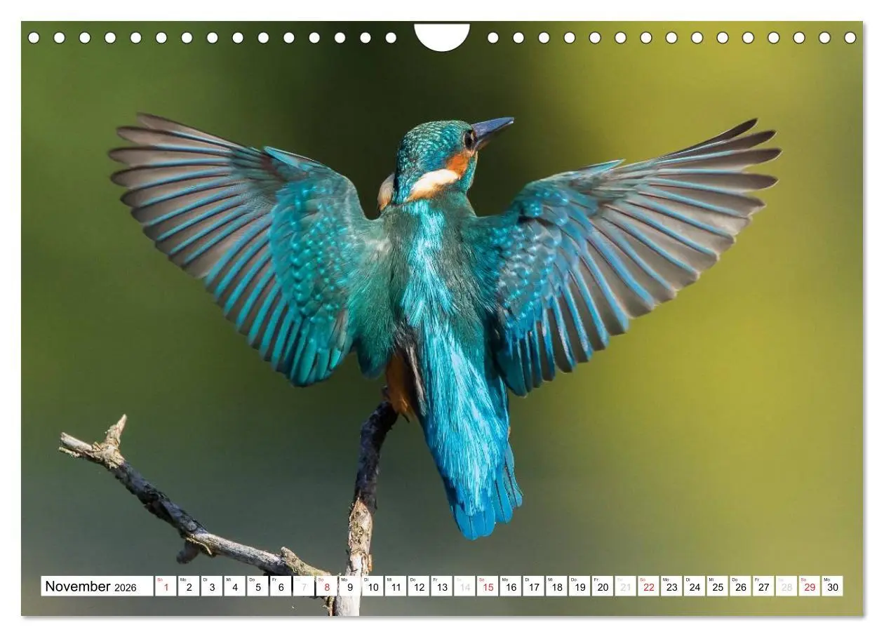 Bild: 9783457975008 | Faszination Eisvogel (Wandkalender 2026 DIN A4 quer), CALVENDO...