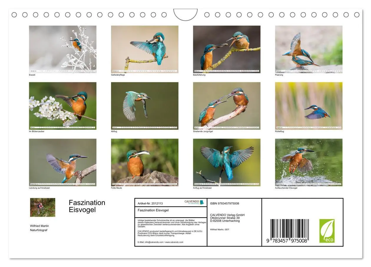 Bild: 9783457975008 | Faszination Eisvogel (Wandkalender 2026 DIN A4 quer), CALVENDO...