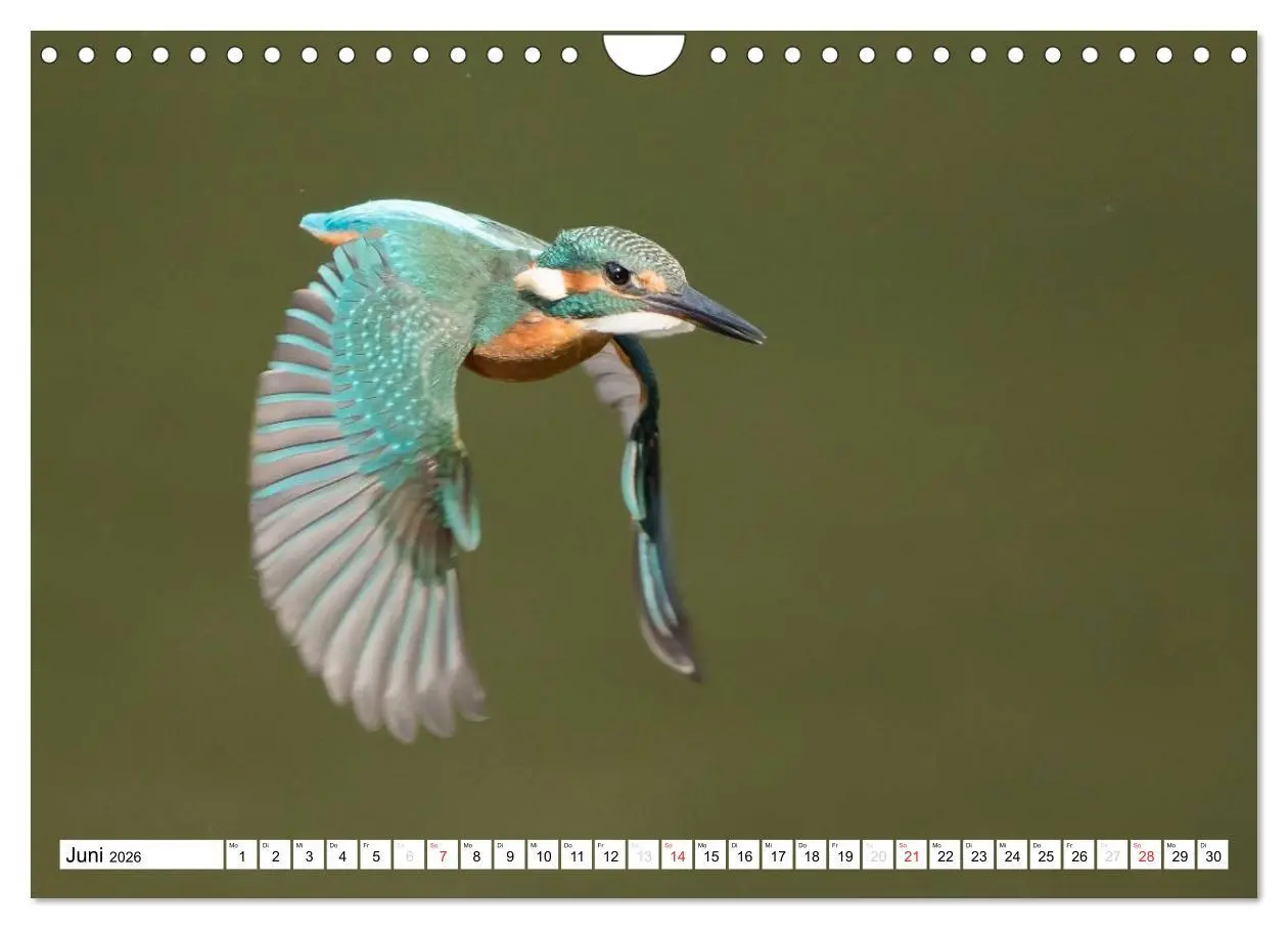 Bild: 9783457975008 | Faszination Eisvogel (Wandkalender 2026 DIN A4 quer), CALVENDO...