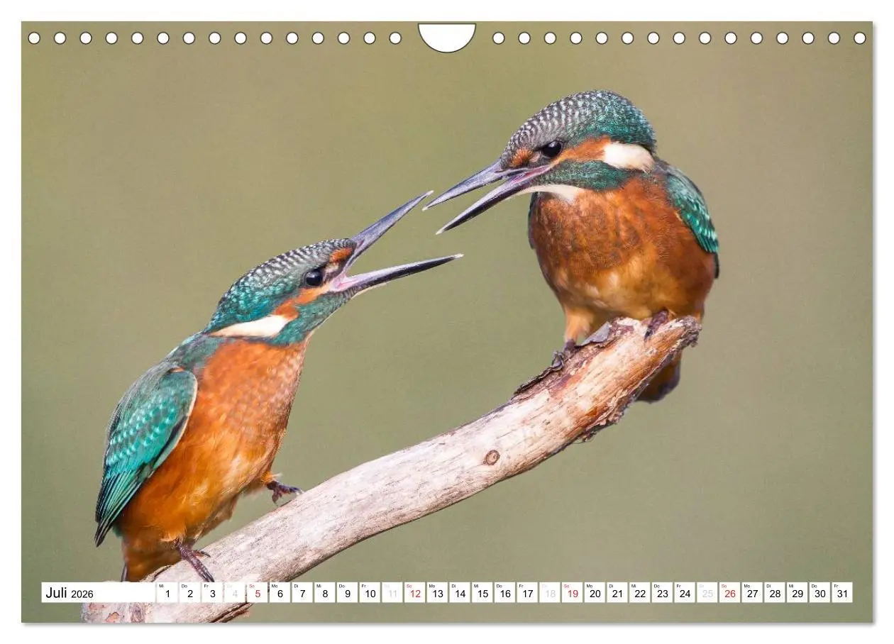 Bild: 9783457975008 | Faszination Eisvogel (Wandkalender 2026 DIN A4 quer), CALVENDO...