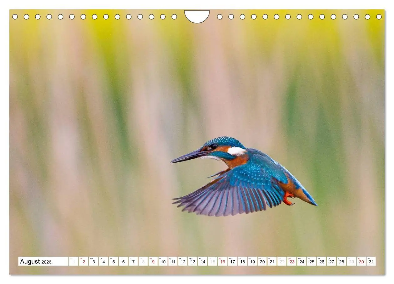 Bild: 9783457975008 | Faszination Eisvogel (Wandkalender 2026 DIN A4 quer), CALVENDO...