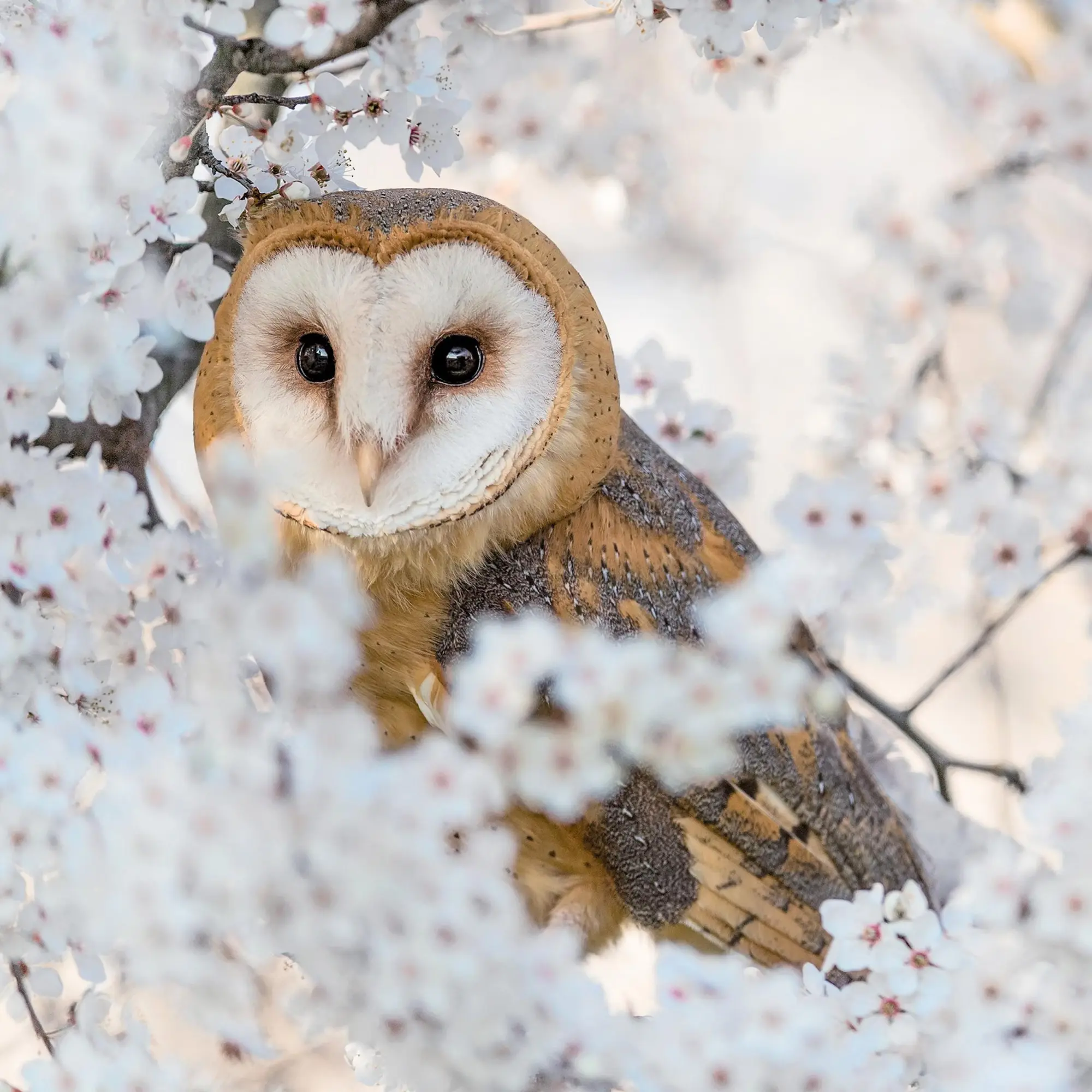 Bild: 9783959295208 | Magic Owls 2026 | Kalender 2026 | Kalender | Wonderful World | 28 S.