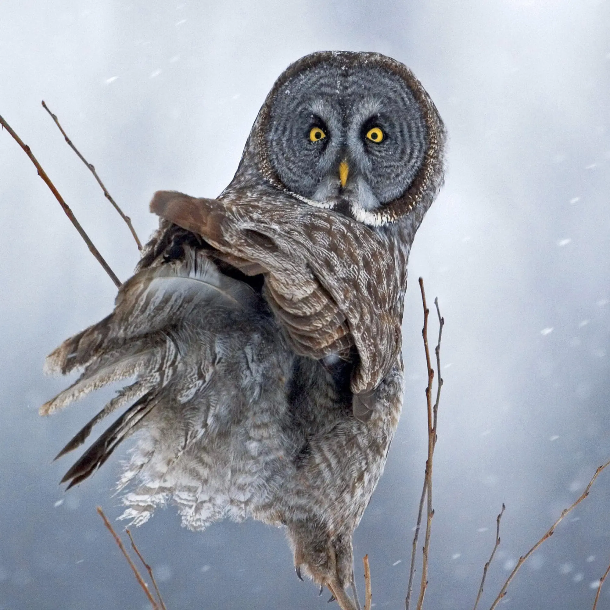 Bild: 9783959295208 | Magic Owls 2026 | Kalender 2026 | Kalender | Wonderful World | 28 S.
