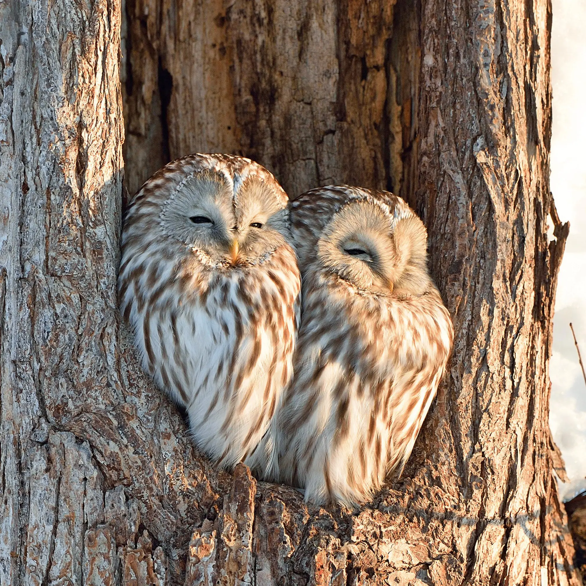 Bild: 9783959295208 | Magic Owls 2026 | Kalender 2026 | Kalender | Wonderful World | 28 S.