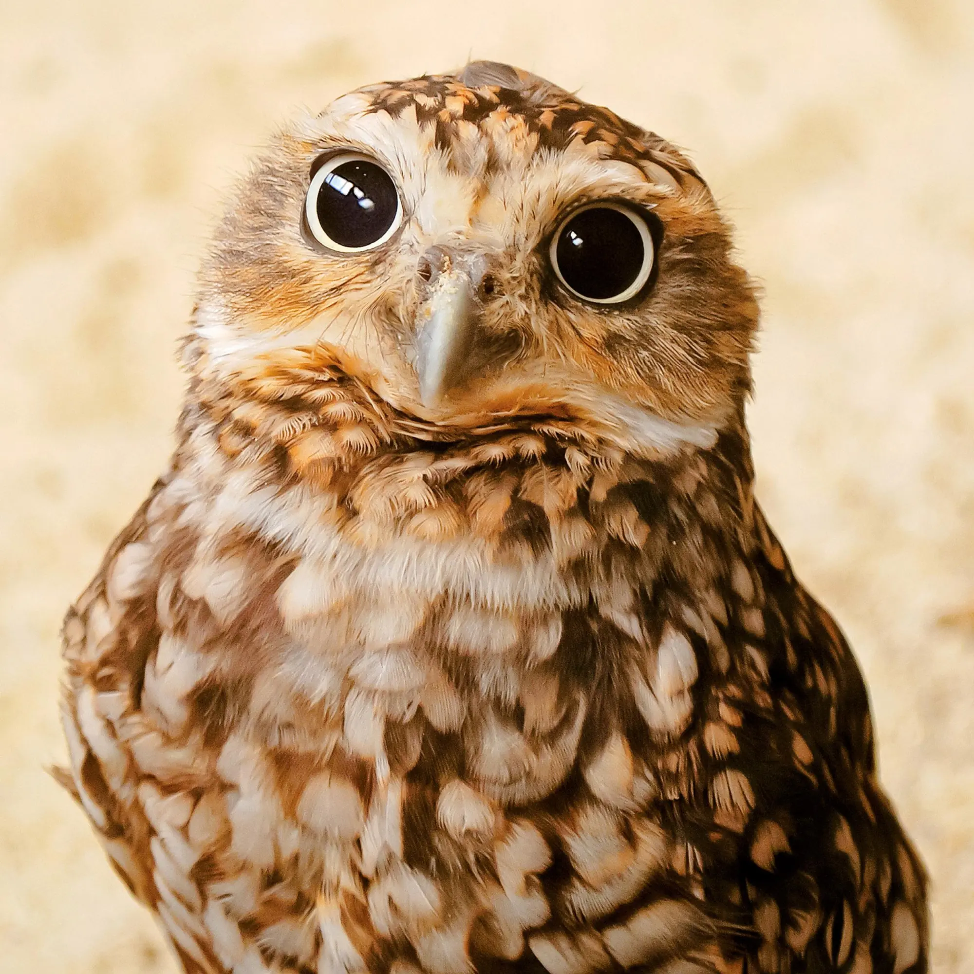 Bild: 9783959295208 | Magic Owls 2026 | Kalender 2026 | Kalender | Wonderful World | 28 S.