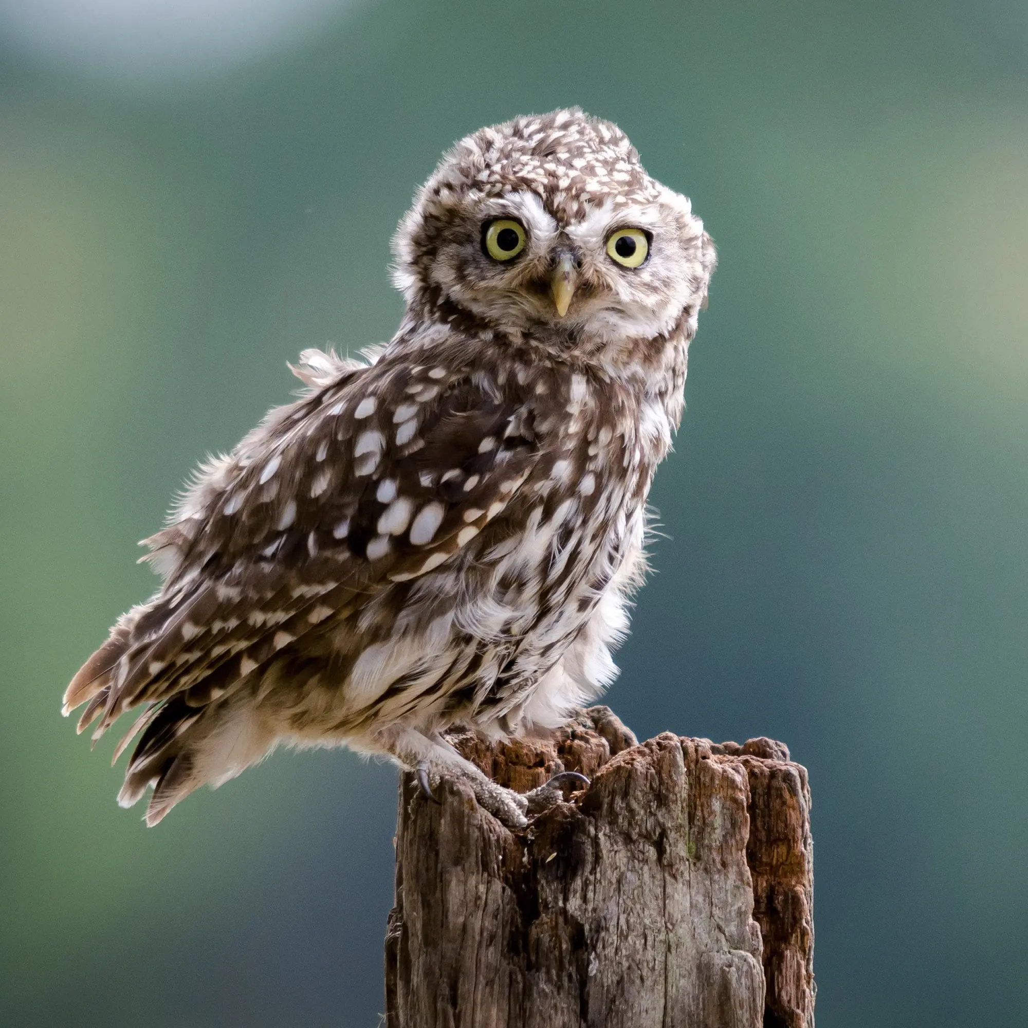 Bild: 9783959295208 | Magic Owls 2026 | Kalender 2026 | Kalender | Wonderful World | 28 S.
