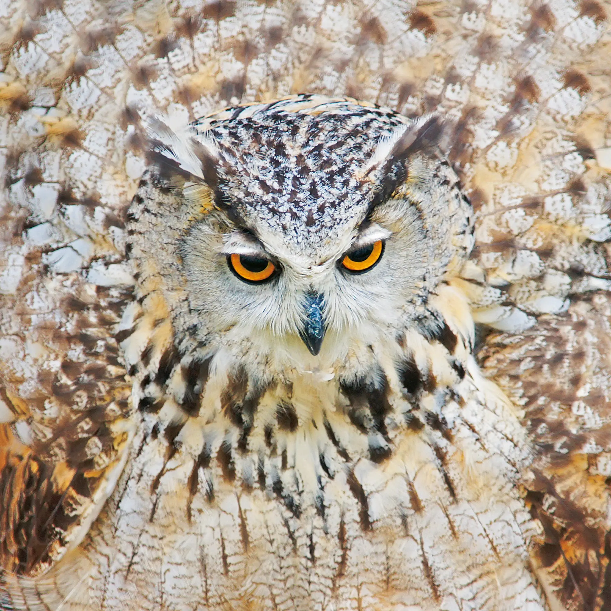 Bild: 9783959295208 | Magic Owls 2026 | Kalender 2026 | Kalender | Wonderful World | 28 S.