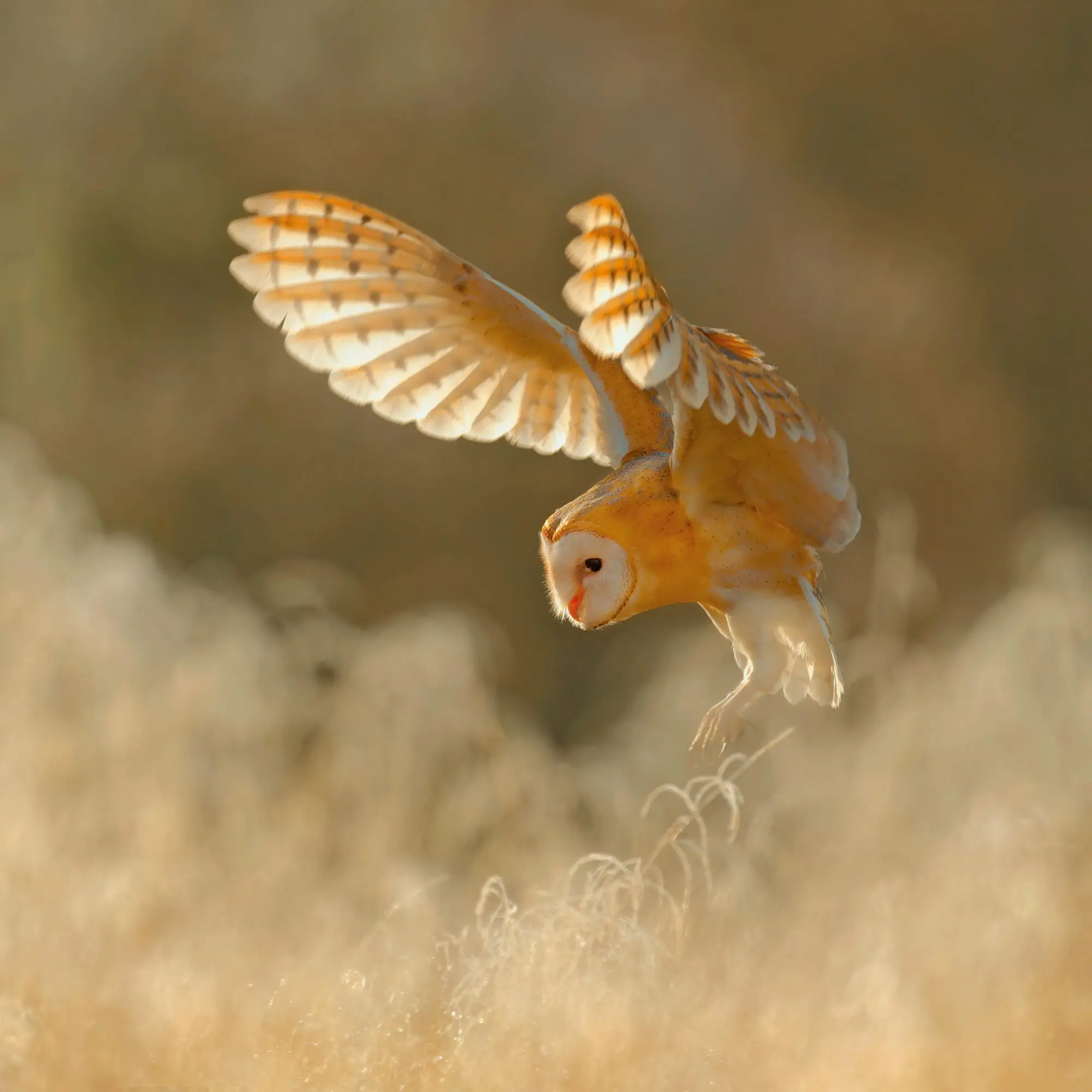 Bild: 9783959295208 | Magic Owls 2026 | Kalender 2026 | Kalender | Wonderful World | 28 S.