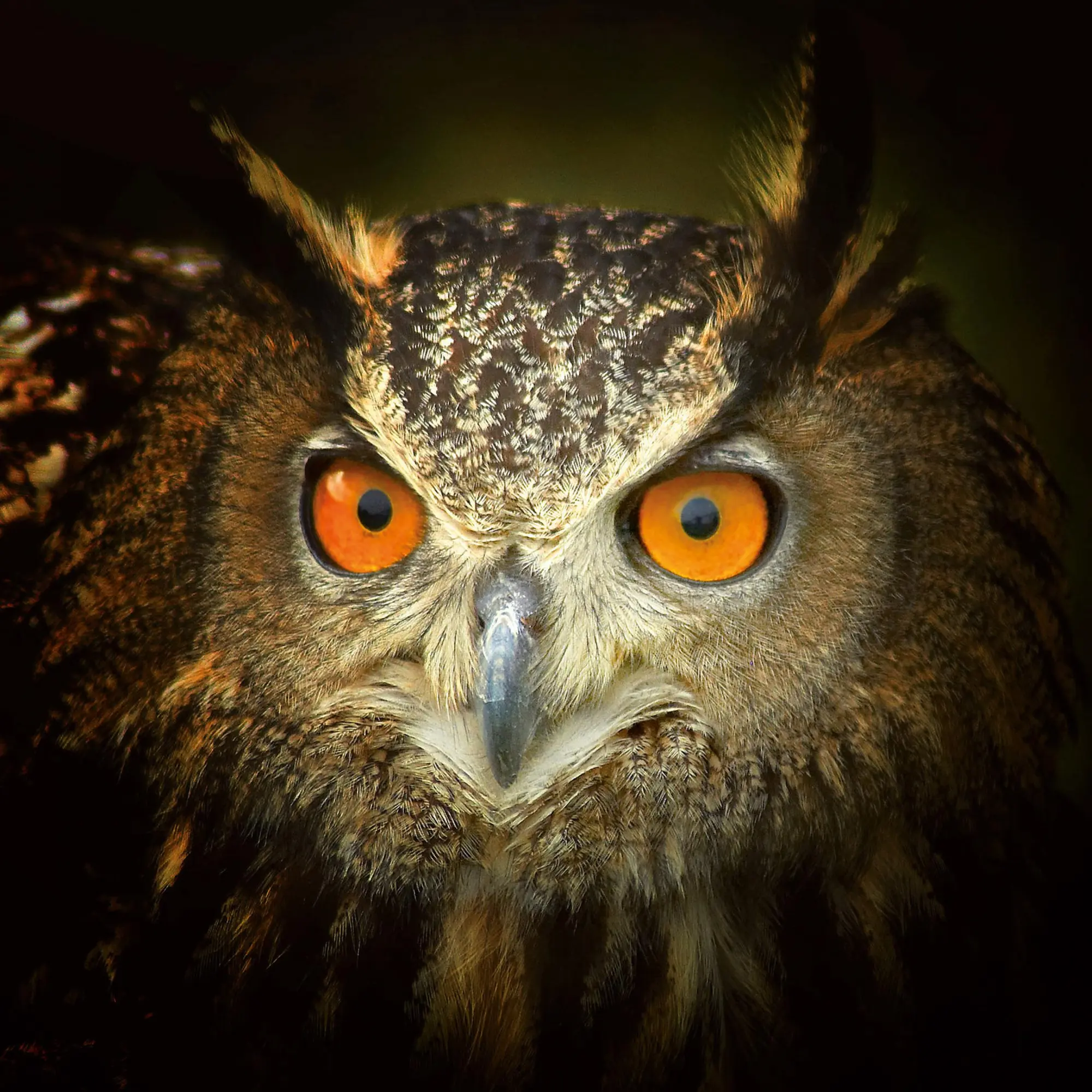 Bild: 9783959295208 | Magic Owls 2026 | Kalender 2026 | Kalender | Wonderful World | 28 S.