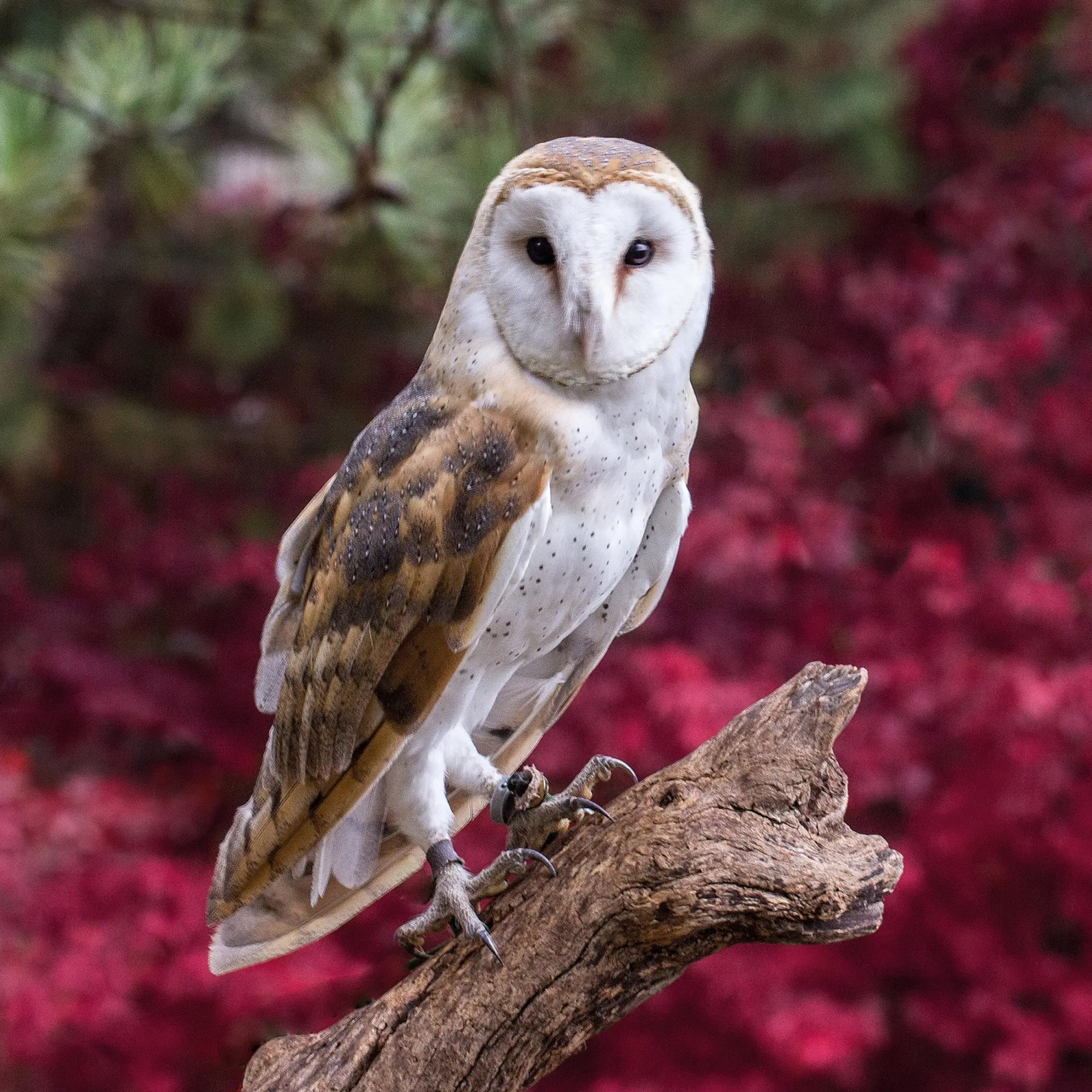 Bild: 9783959295208 | Magic Owls 2026 | Kalender 2026 | Kalender | Wonderful World | 28 S.