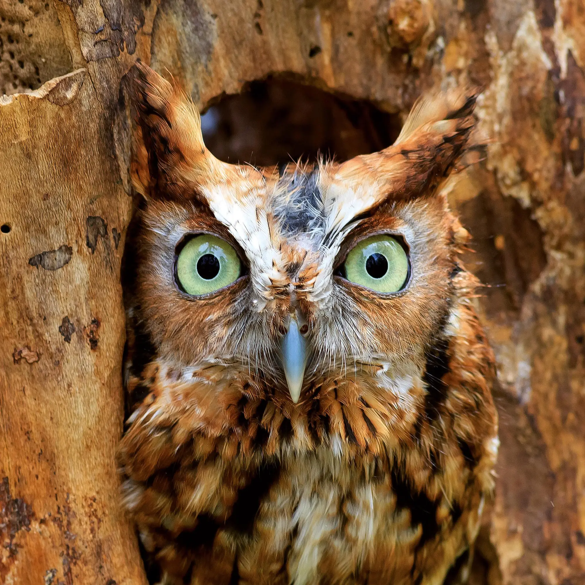 Bild: 9783959295208 | Magic Owls 2026 | Kalender 2026 | Kalender | Wonderful World | 28 S.