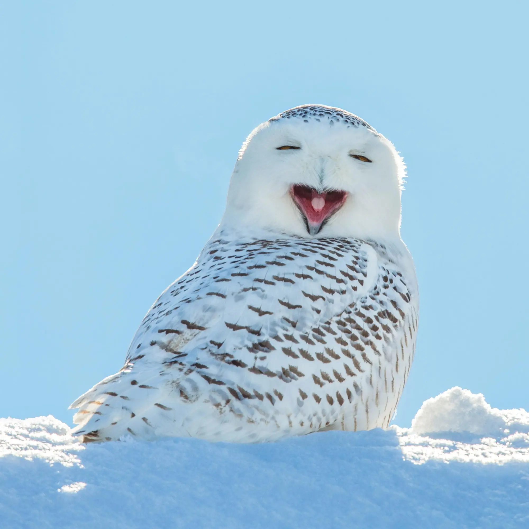 Bild: 9783959295208 | Magic Owls 2026 | Kalender 2026 | Kalender | Wonderful World | 28 S.