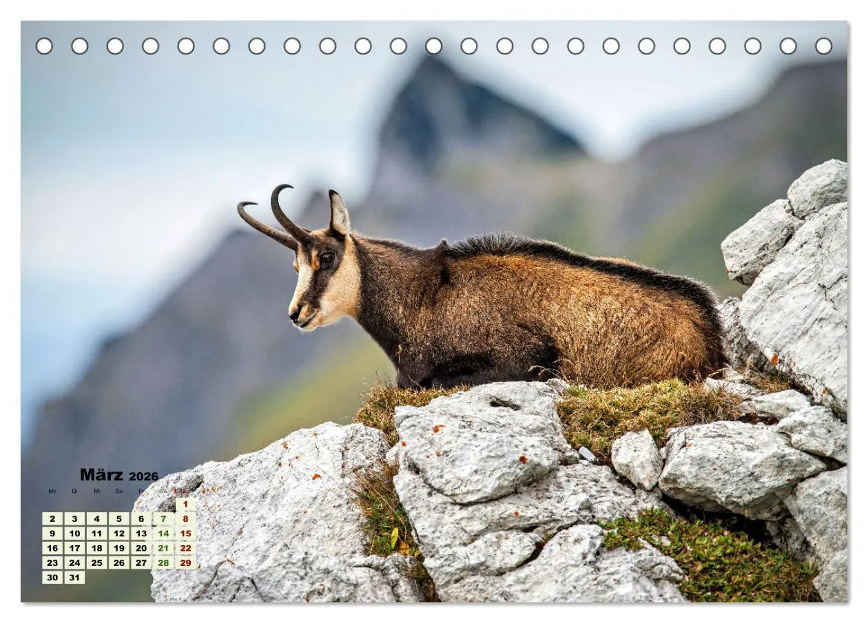 Bild: 9783457495308 | Big Five der Alpen Gämse, Steinbock, Murmeltier, Steinadler,...