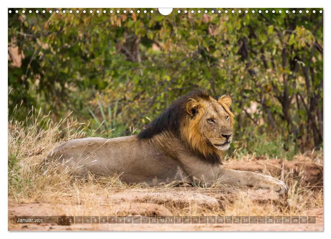Bild: 9783457875308 | Abenteuer Sambia (Wandkalender 2026 DIN A3 quer), CALVENDO...