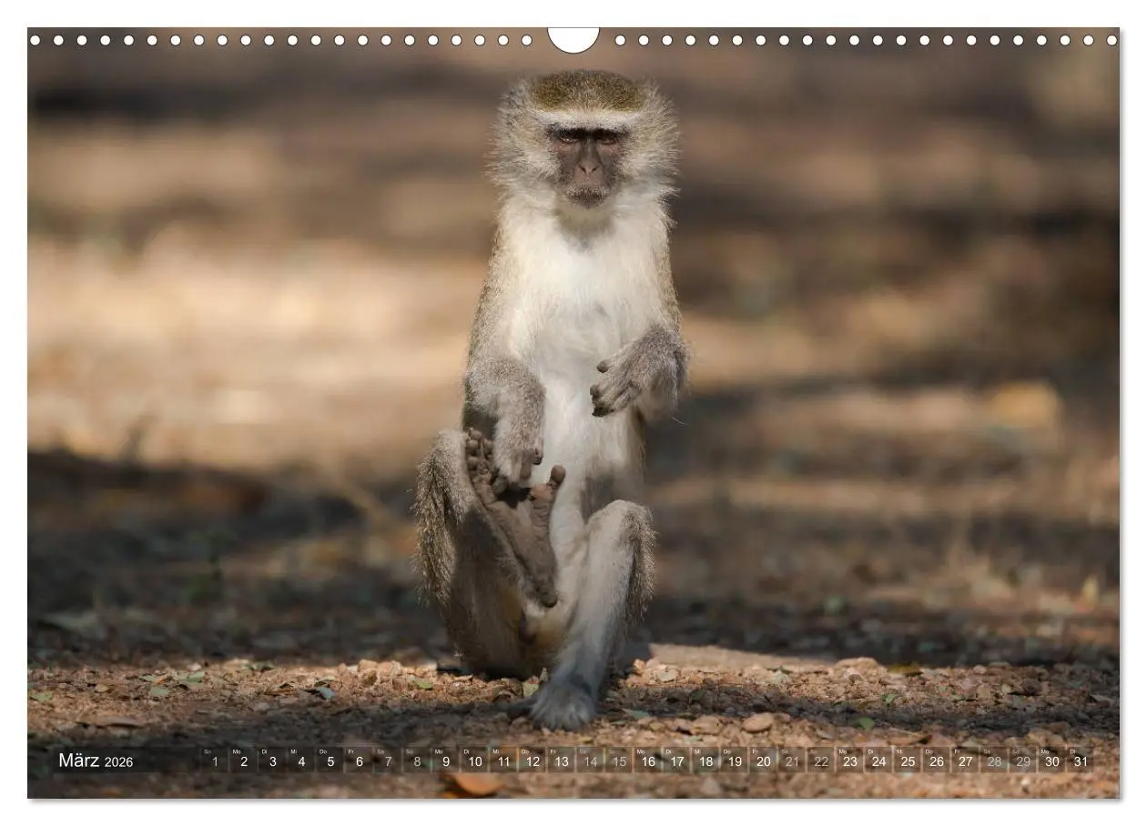 Bild: 9783457875308 | Abenteuer Sambia (Wandkalender 2026 DIN A3 quer), CALVENDO...