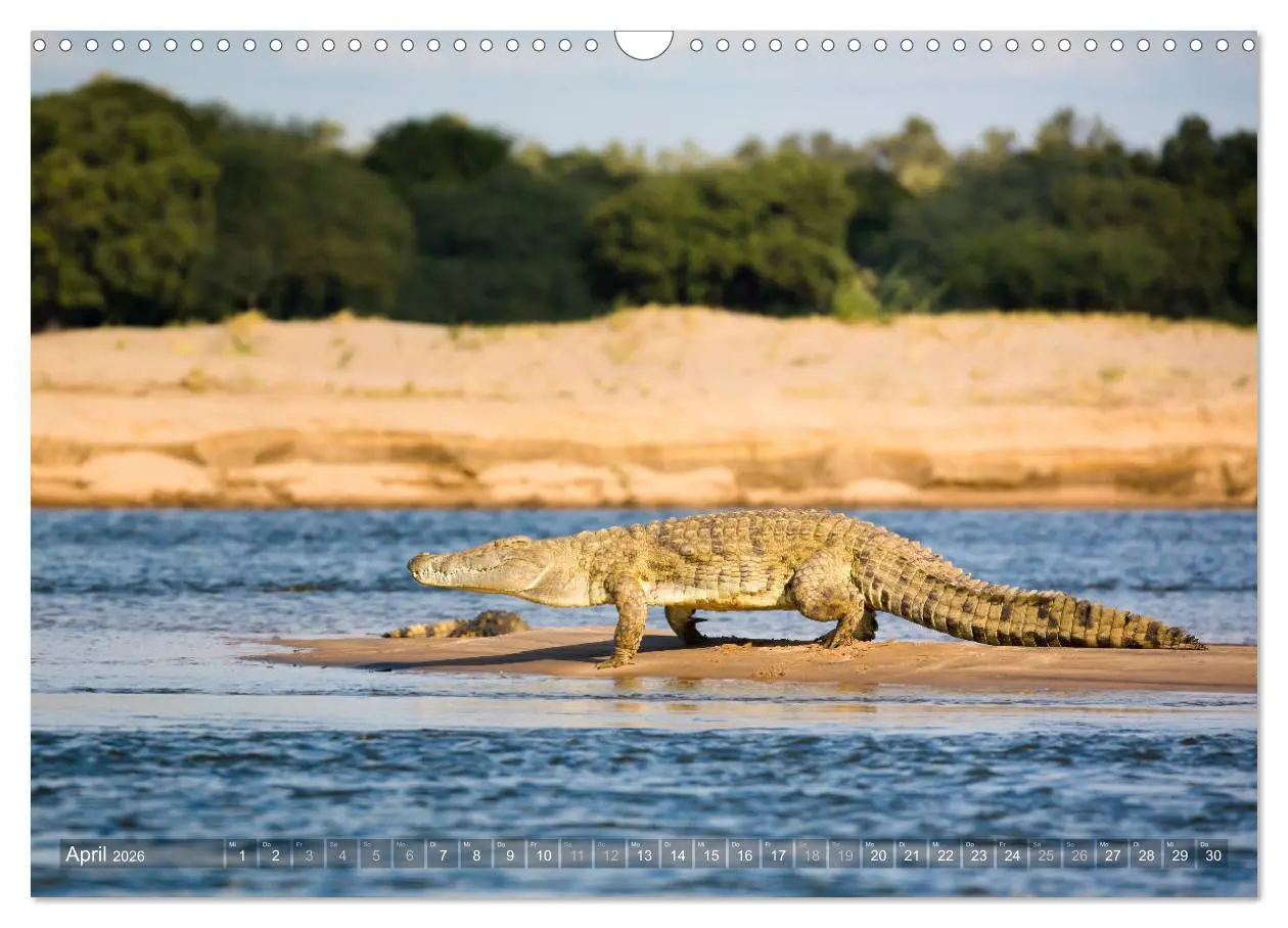 Bild: 9783457875308 | Abenteuer Sambia (Wandkalender 2026 DIN A3 quer), CALVENDO...