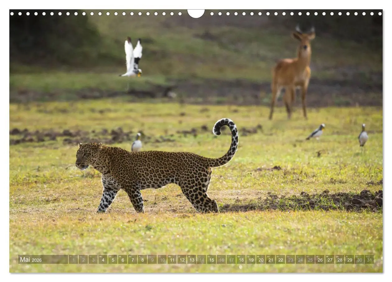 Bild: 9783457875308 | Abenteuer Sambia (Wandkalender 2026 DIN A3 quer), CALVENDO...