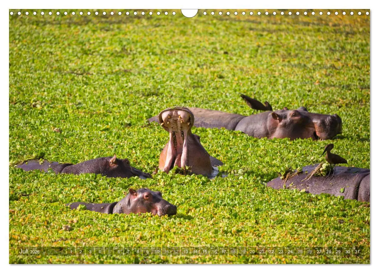 Bild: 9783457875308 | Abenteuer Sambia (Wandkalender 2026 DIN A3 quer), CALVENDO...
