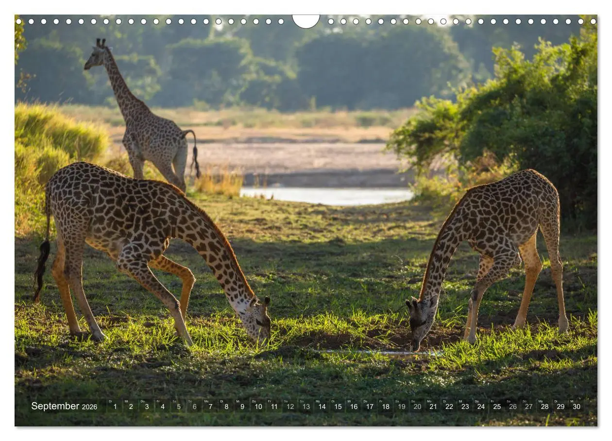 Bild: 9783457875308 | Abenteuer Sambia (Wandkalender 2026 DIN A3 quer), CALVENDO...