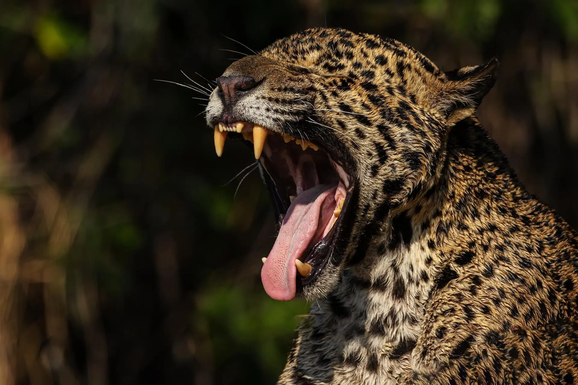 Bild: 9783982645308 | Pantanal | Leben im Zyklus von Überschwemmung und Dürre | Köppert