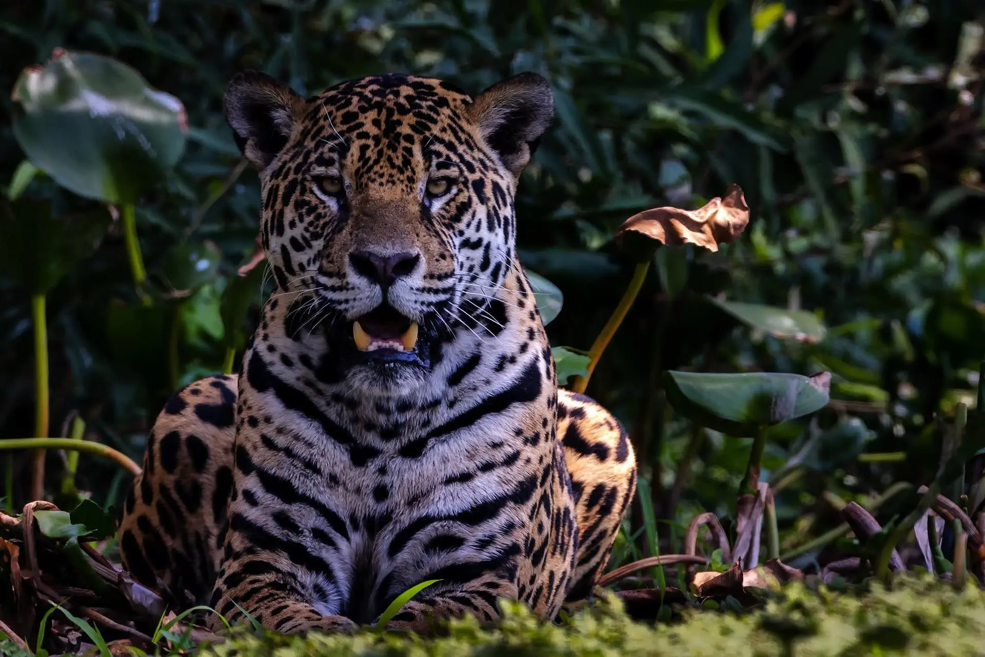 Bild: 9783982645308 | Pantanal | Leben im Zyklus von Überschwemmung und Dürre | Köppert