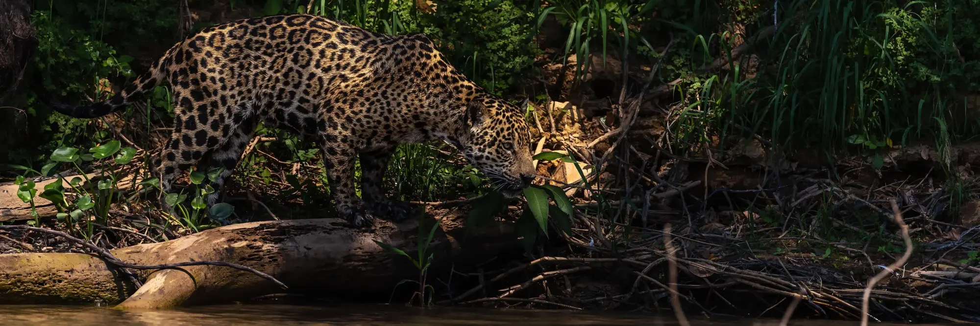 Bild: 9783982645308 | Pantanal | Leben im Zyklus von Überschwemmung und Dürre | Köppert