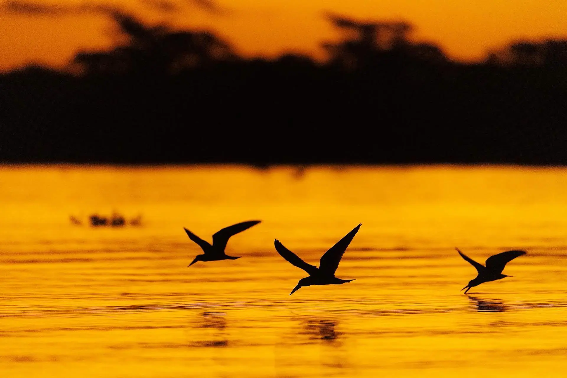 Bild: 9783982645308 | Pantanal | Leben im Zyklus von Überschwemmung und Dürre | Köppert