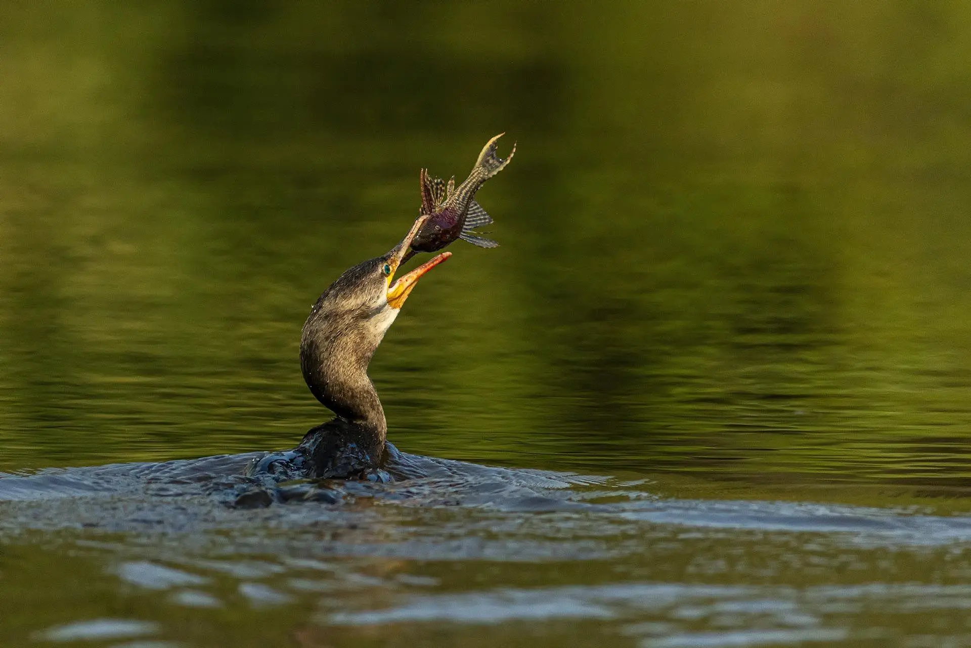 Bild: 9783982645308 | Pantanal | Leben im Zyklus von Überschwemmung und Dürre | Köppert