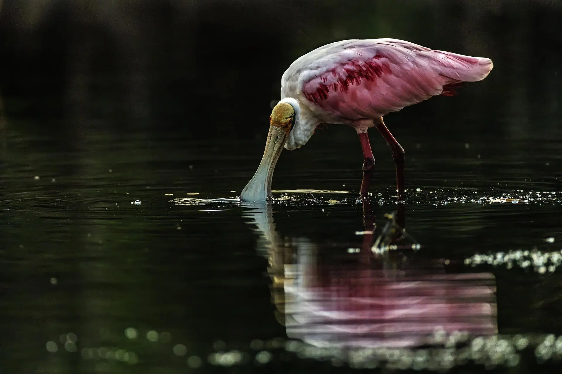 Bild: 9783982645308 | Pantanal | Leben im Zyklus von Überschwemmung und Dürre | Köppert