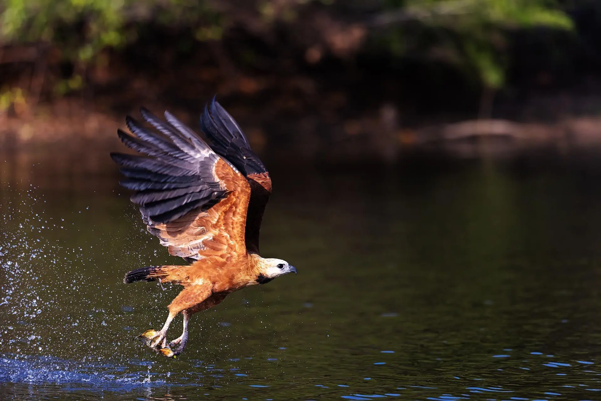 Bild: 9783982645308 | Pantanal | Leben im Zyklus von Überschwemmung und Dürre | Köppert