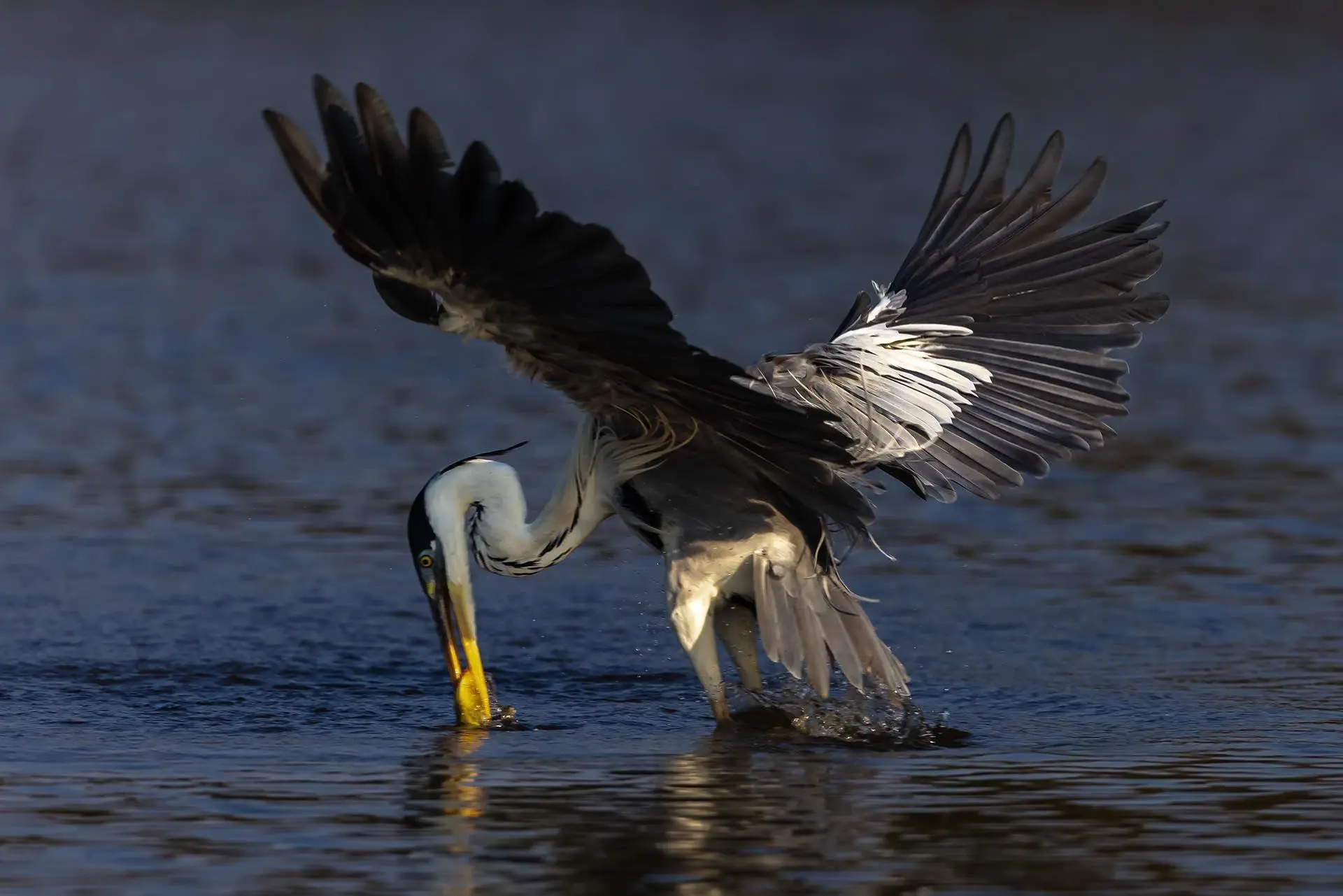 Bild: 9783982645308 | Pantanal | Leben im Zyklus von Überschwemmung und Dürre | Köppert