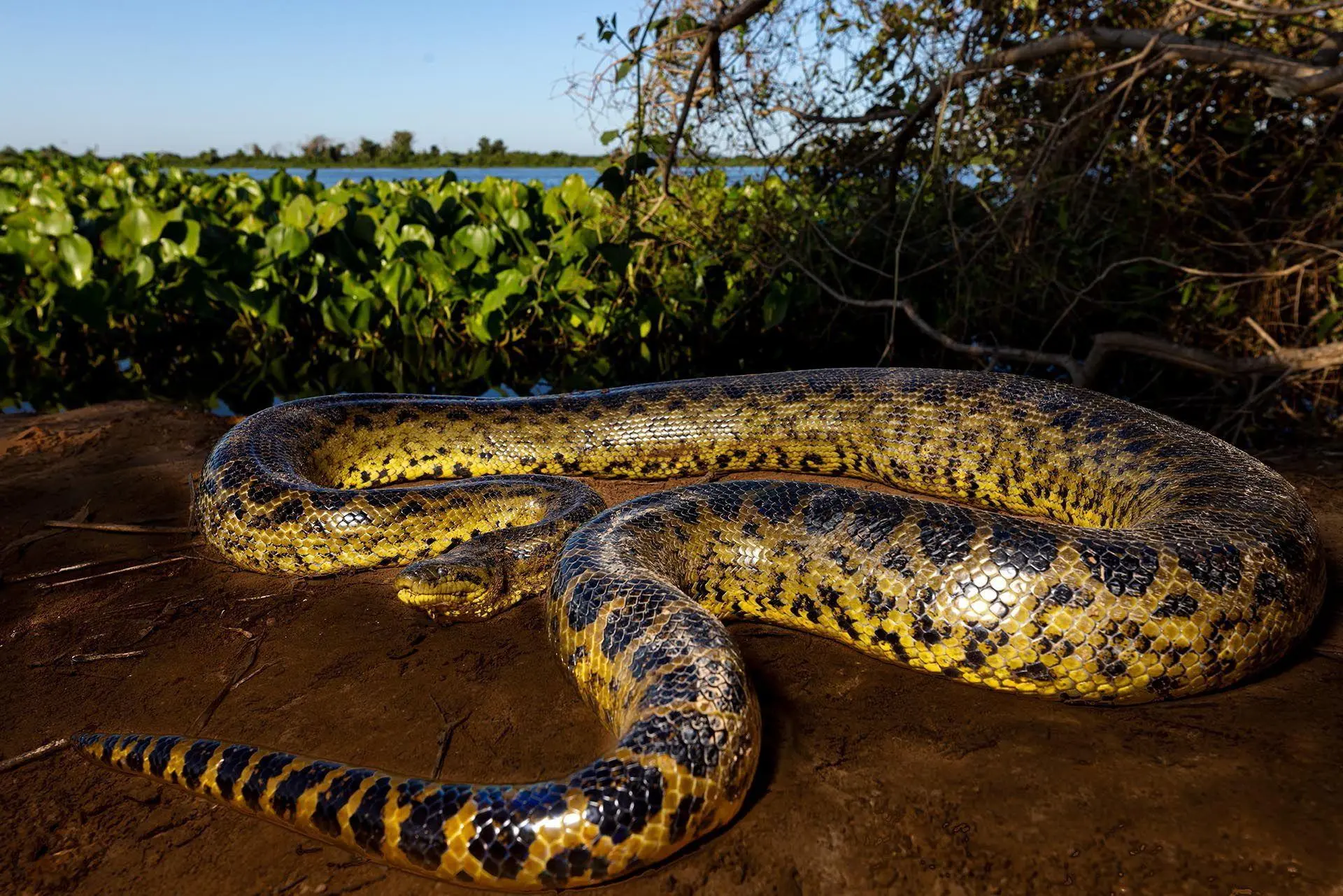 Bild: 9783982645308 | Pantanal | Leben im Zyklus von Überschwemmung und Dürre | Köppert