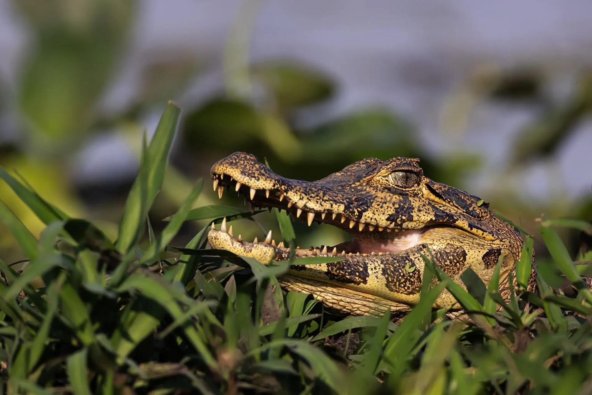 Bild: 9783982645308 | Pantanal | Leben im Zyklus von Überschwemmung und Dürre | Köppert
